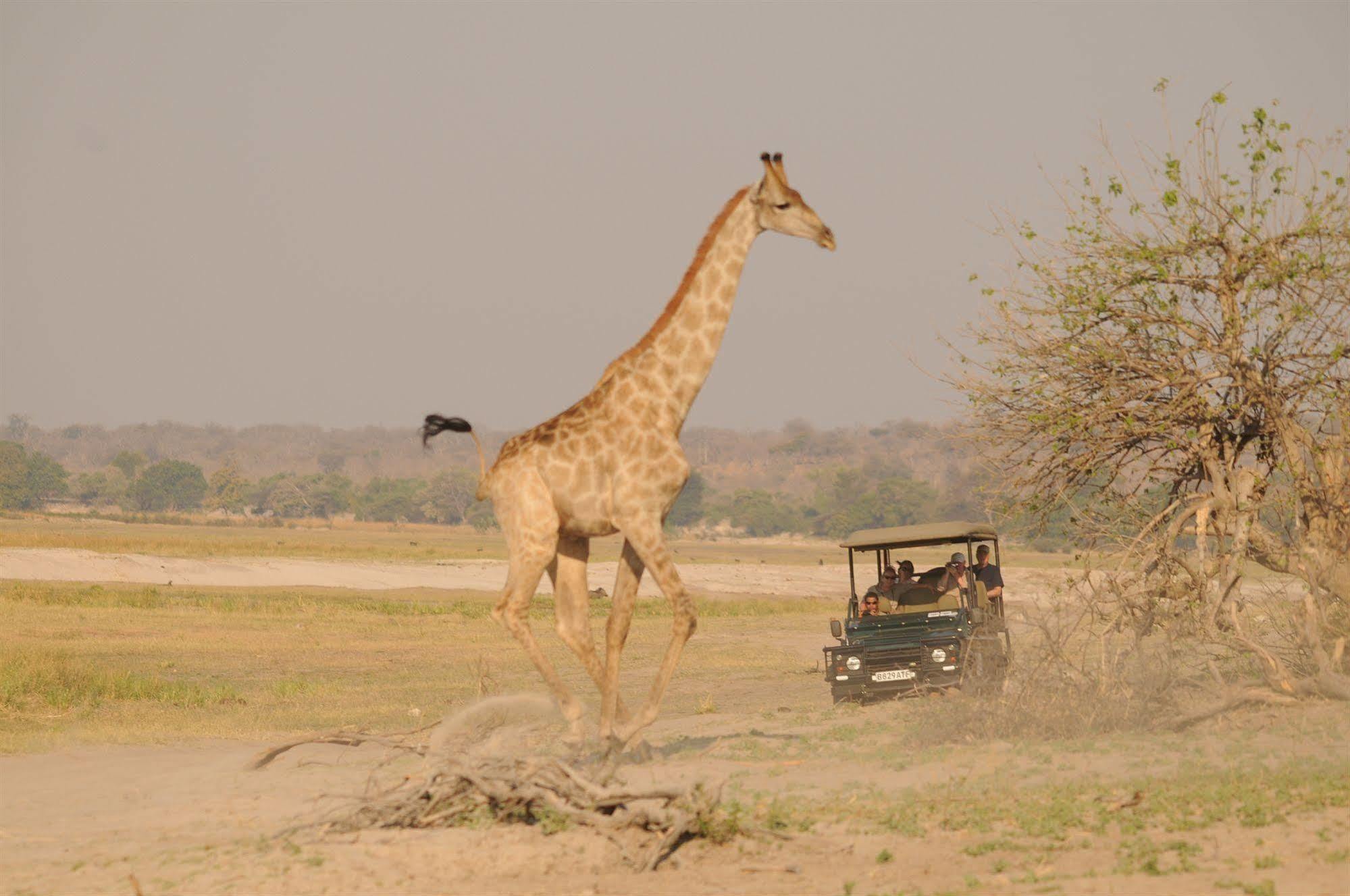 Ngoma Safari Lodge Kavimba Exteriör bild