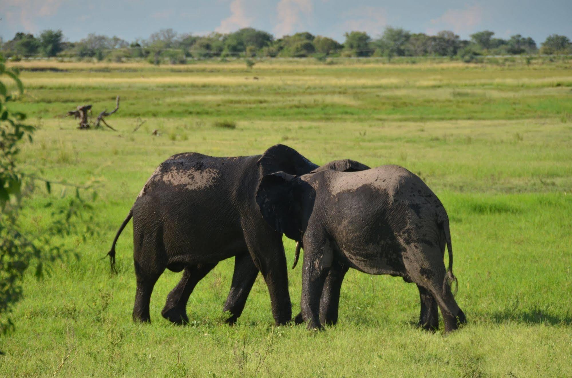 Ngoma Safari Lodge Kavimba Exteriör bild