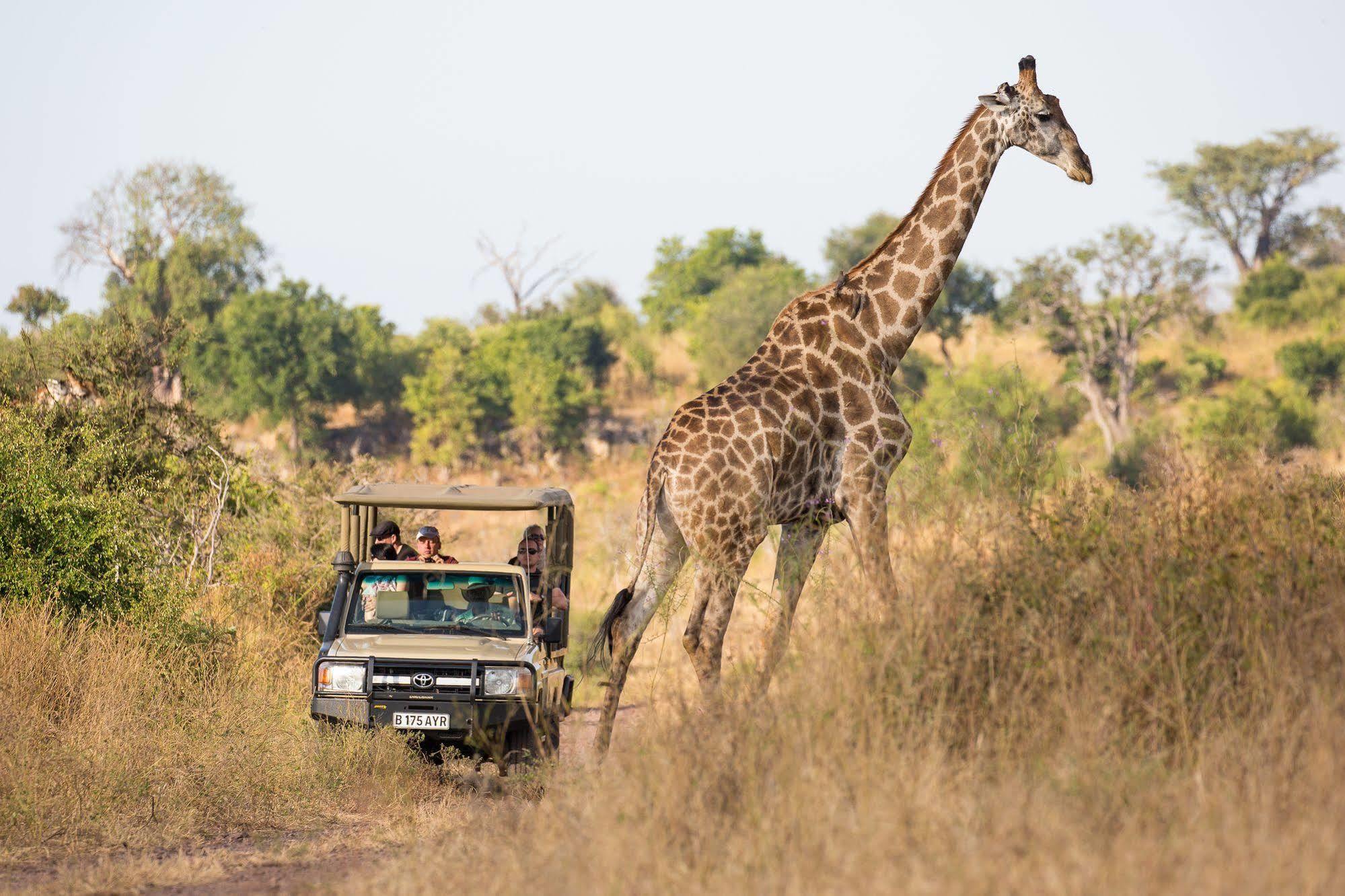 Ngoma Safari Lodge Kavimba Exteriör bild